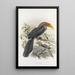 Tockus griseus - Daniel Giraud Elliot — framed artwork on a wall