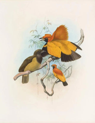 Daniel Giraud Elliot - Xanthomelus aureus.webp