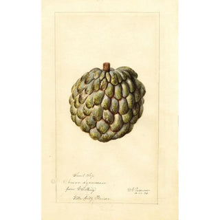 Deborah Griscom Passmore - Annona squamosa Sweet Sop.webp