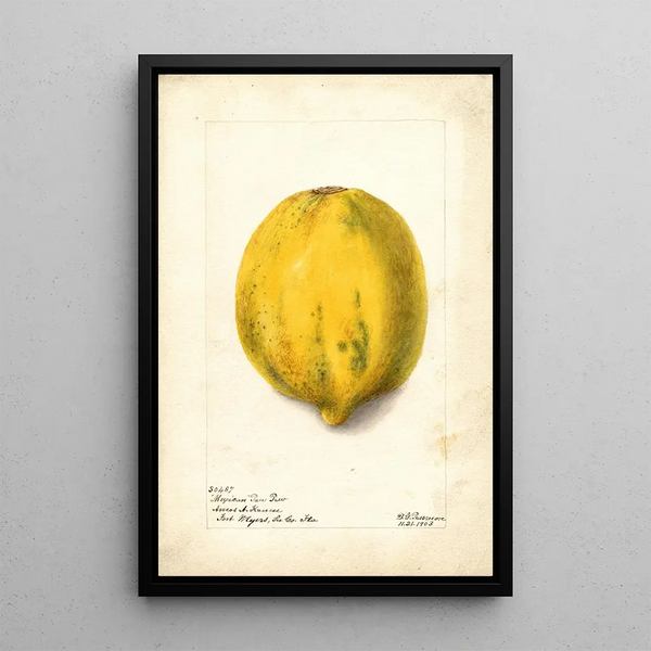 Reproduction of the painting Carica papaya - Deborah Griscom Passmore