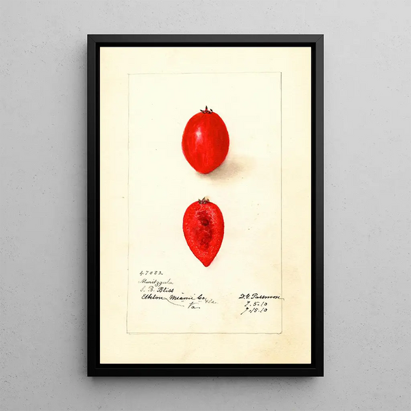 Reproduction of the painting Carissa macrocarpa Maritzgula - Deborah Griscom Passmore
