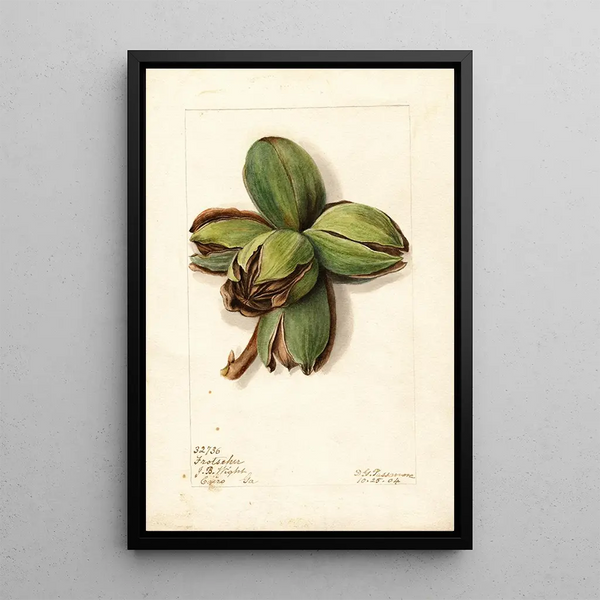 Reproduction of the painting Carya Frotscher - Deborah Griscom Passmore