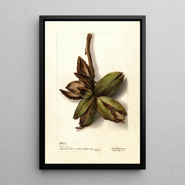 Reproduction of the painting Carya Van Deman - Deborah Griscom Passmore