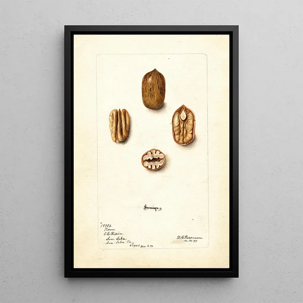 Carya illinoinensis Sovereign - Deborah Griscom Passmore — framed artwork on a wall