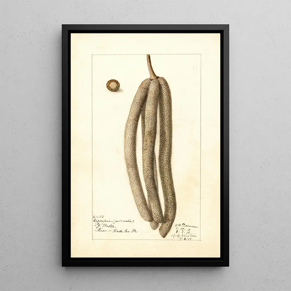 Cecropia palmata - Deborah Griscom Passmore — framed artwork on a wall