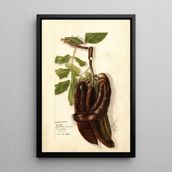 Reproduction of the painting Ceratonia siliqua L - Deborah Griscom Passmore