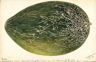 Deborah Griscom Passmore - Citrullus lanatus Turkestan.webp