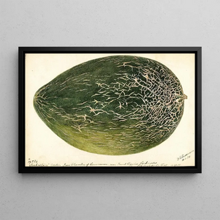 Deborah Griscom Passmore - Citrullus lanatus Turkestan.webp