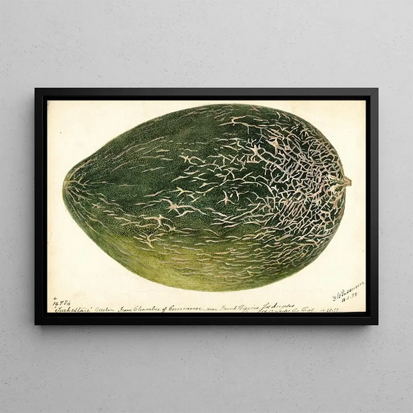 Citrullus lanatus Turkestan - Deborah Griscom Passmore — framed artwork on a wall
