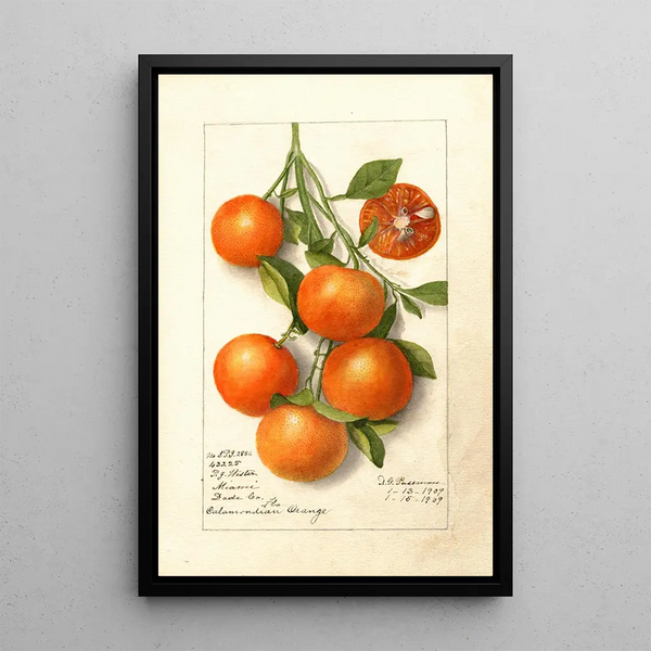 Citrus Calamondian - Deborah Griscom Passmore — framed artwork on a wall