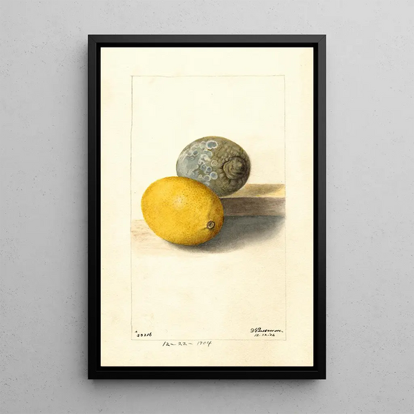Citrus lemon - Deborah Griscom Passmore — framed artwork on a wall