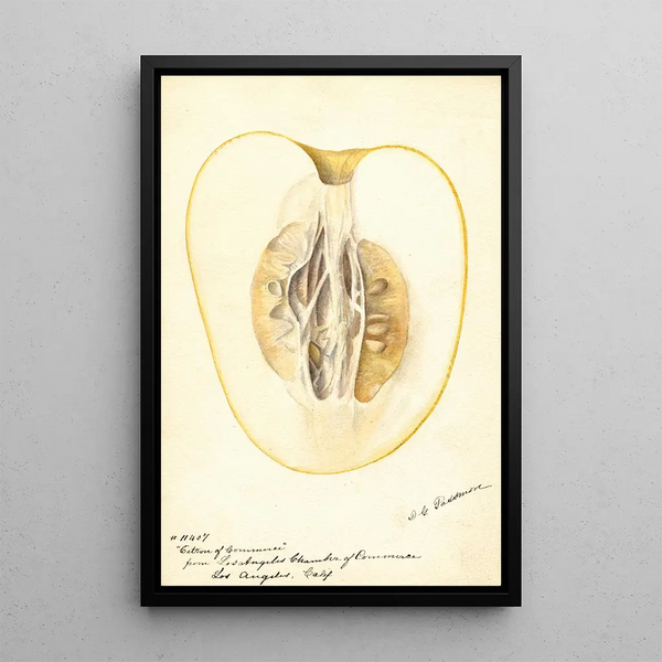 Reproduction of the painting Citrus medica Commercial Lemon - Deborah Griscom Passmore