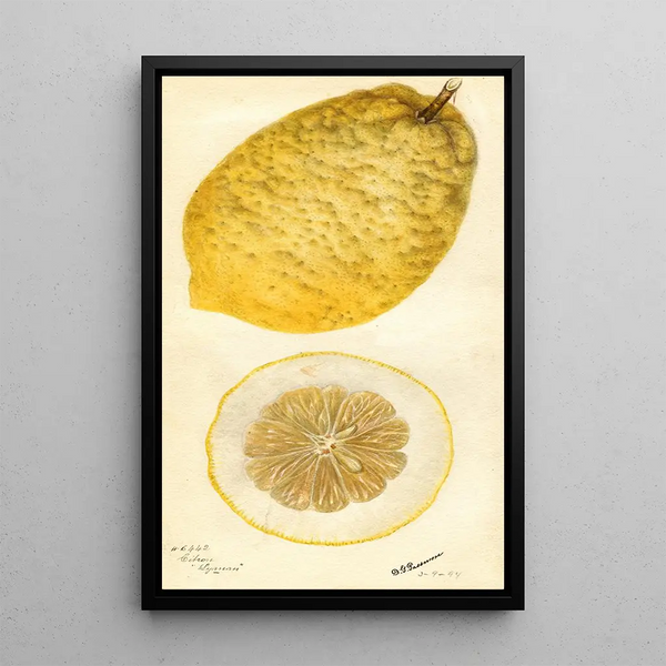 Citrus medica Lyman - Deborah Griscom Passmore — framed artwork on a wall