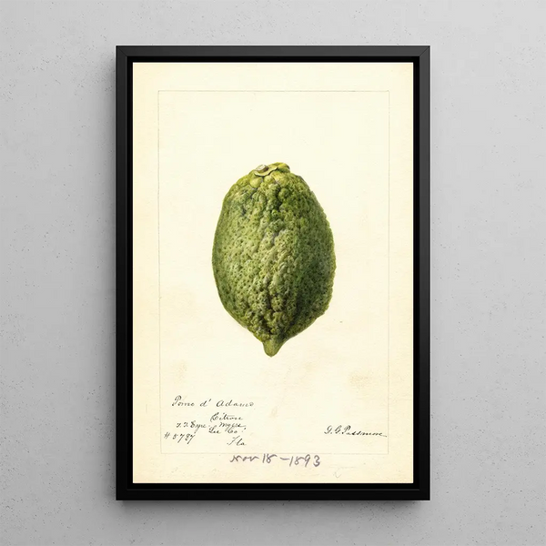 Reproduction of the painting Citrus medica Pomo d'Adams - Deborah Griscom Passmore