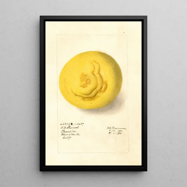 Citrus paradisi - Deborah Griscom Passmore — framed artwork on a wall