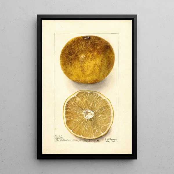 Citrus paradisi Scrubs - Deborah Griscom Passmore — framed artwork on a wall