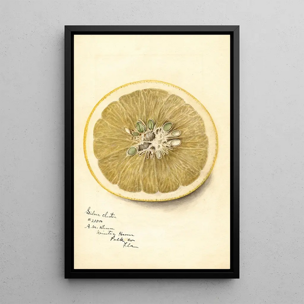 Reproduction of the painting Citrus paradisi Silver Cluster - Deborah Griscom Passmore