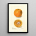 Citrus sinensis Bishops Favorite - Deborah Griscom Passmore — cuadro enmarcado en la pared