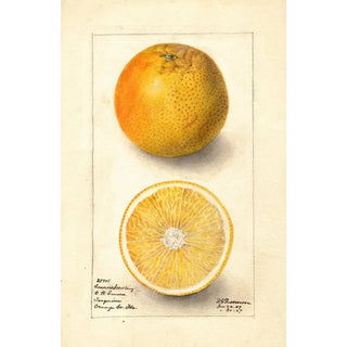 Deborah Griscom Passmore - Citrus sinensis Conners Seedling.webp