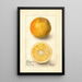 Citrus sinensis Conners Seedling - Deborah Griscom Passmore — cuadro enmarcado en la pared