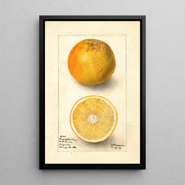 Citrus sinensis Conners Seedling - Deborah Griscom Passmore — framed artwork on a wall