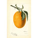 Citrus sinensis Joppa - Deborah Griscom Passmore — vista de la obra