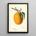 Citrus sinensis Joppa - Deborah Griscom Passmore — cuadro enmarcado en la pared