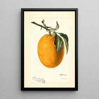 Deborah Griscom Passmore - Citrus sinensis Joppa.webp