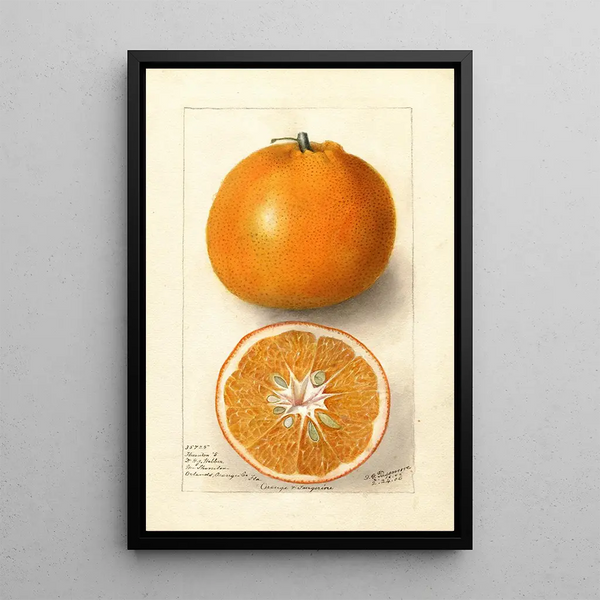 Reproduction of the painting Citrus sinensis Thornton No - Deborah Griscom Passmore