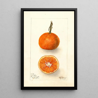 Deborah Griscom Passmore - Citrus sinensis UnShu.webp