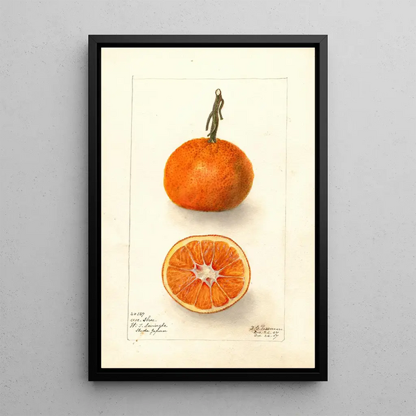 Reproduction of the painting Citrus sinensis UnShu - Deborah Griscom Passmore