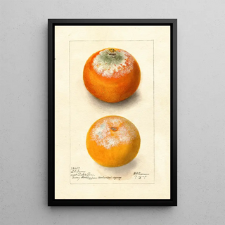Deborah Griscom Passmore - Citrus sinensis.webp