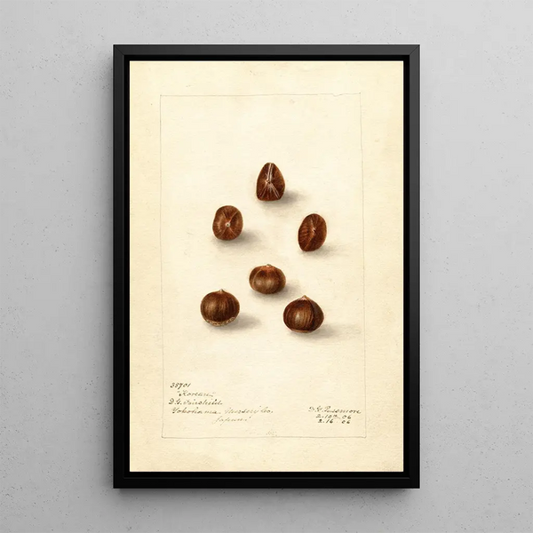 Corylus Korean - Deborah Griscom Passmore — framed artwork on a wall