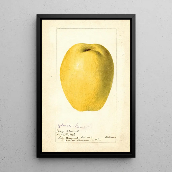Cydonia oblonga Chinese - Deborah Griscom Passmore — framed artwork on a wall