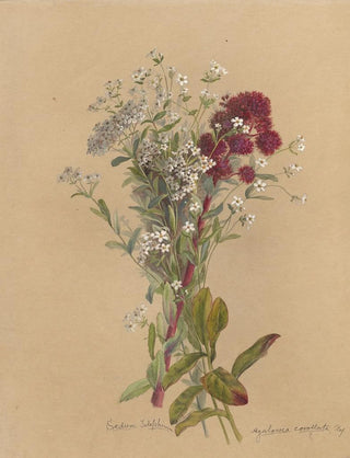 Deborah Griscom Passmore - Deborah Griscom Passmore watercolor album Pl14.webp