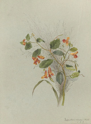 Deborah Griscom Passmore - Deborah Griscom Passmore watercolor album Pl15.webp