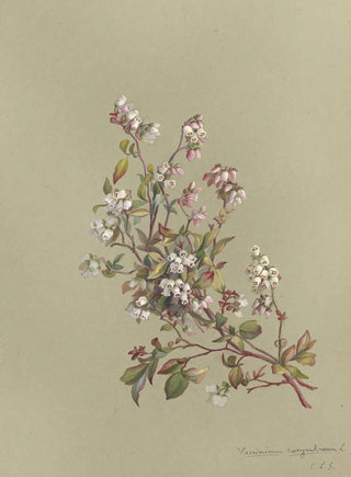 Deborah Griscom Passmore - Deborah Griscom Passmore watercolor album Pl25.webp