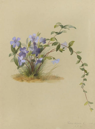 Deborah Griscom Passmore - Deborah Griscom Passmore watercolor album Pl32.webp