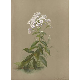 Deborah Griscom Passmore - Deborah Griscom Passmore watercolor album Pl35.webp