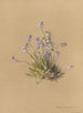 Álbum acuarela de Deborah Griscom Passmore Pl40 - Deborah Griscom Passmore — vista de la obra
