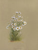 Álbum acuarela de Deborah Griscom Passmore Pl50 - Deborah Griscom Passmore — vista de la obra