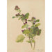 Álbum de acuarelas de Deborah Griscom Passmore Pl55 - Deborah Griscom Passmore — vista de la obra
