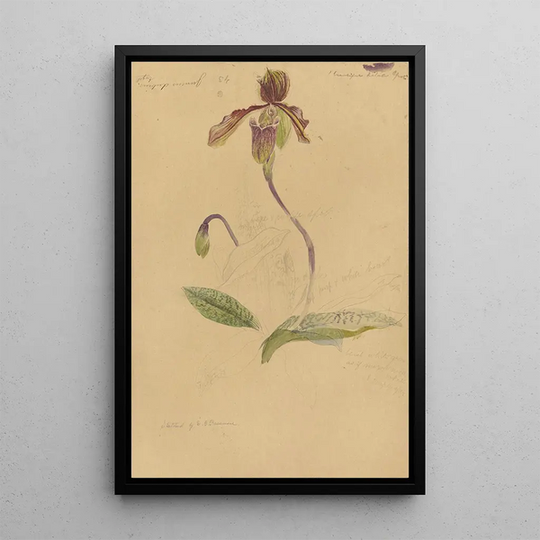 Deborah Griscom Passmore - Deborah Griscom Passmore watercolor album Pl70.webp