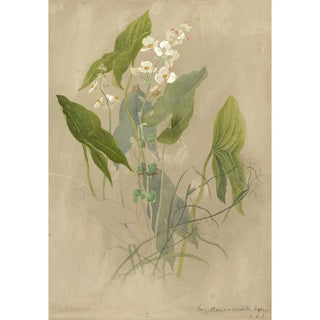 Deborah Griscom Passmore - Deborah Griscom Passmore watercolor album Pl77.webp