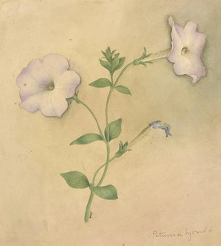 Deborah Griscom Passmore - Deborah Griscom Passmore watercolor album Pl79.webp