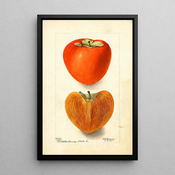 Reproduction of the painting Diospyros Axtill - Deborah Griscom Passmore