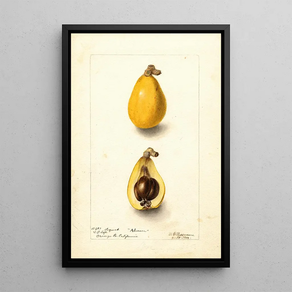 Eriobotrya japonica Advance - Deborah Griscom Passmore — cuadro enmarcado en la pared