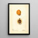 Eriobotrya japonica Premier - Deborah Griscom Passmore — cuadro enmarcado en la pared