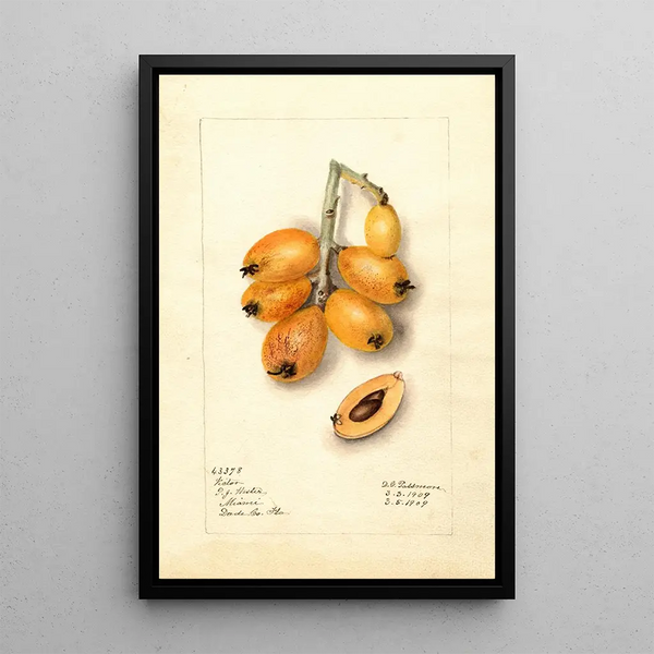 Eriobotrya japonica Victor - Deborah Griscom Passmore — cuadro enmarcado en la pared