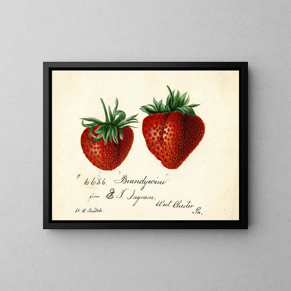 Fresa Brandywine - Deborah Griscom Passmore — cuadro enmarcado en la pared